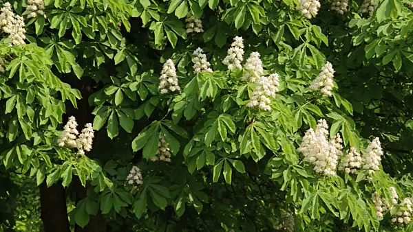 495384 - Common horse chestnut (Aesculus hippocastanum)