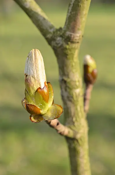 507006 - Common horse chestnut (Aesculus hippocastanum)