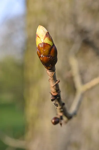 507008 - Common horse chestnut (Aesculus hippocastanum)