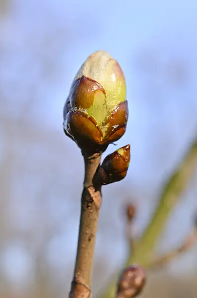 507010 - Common horse chestnut (Aesculus hippocastanum)