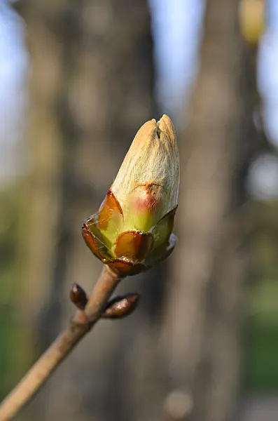 507011 - Common horse chestnut (Aesculus hippocastanum)