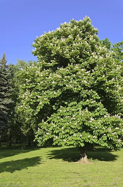 520249 - Common horse chestnut (Aesculus hippocastanum)