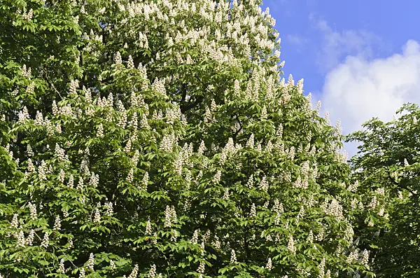 520252 - Common horse chestnut (Aesculus hippocastanum)