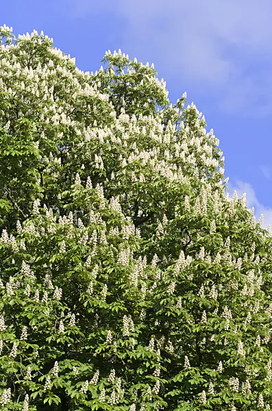 520253 - Common horse chestnut (Aesculus hippocastanum)
