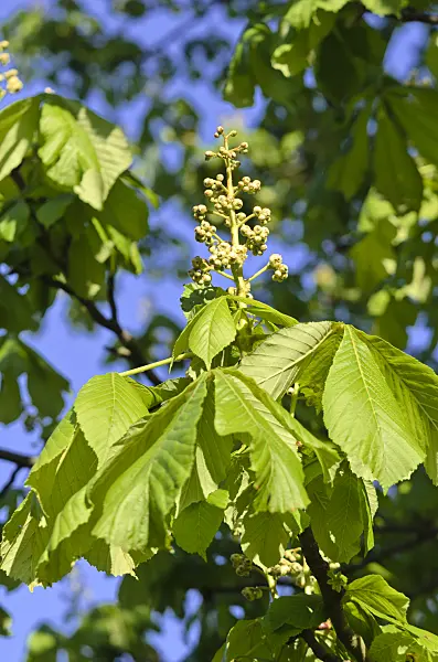 531167 - Common horse chestnut (Aesculus hippocastanum)