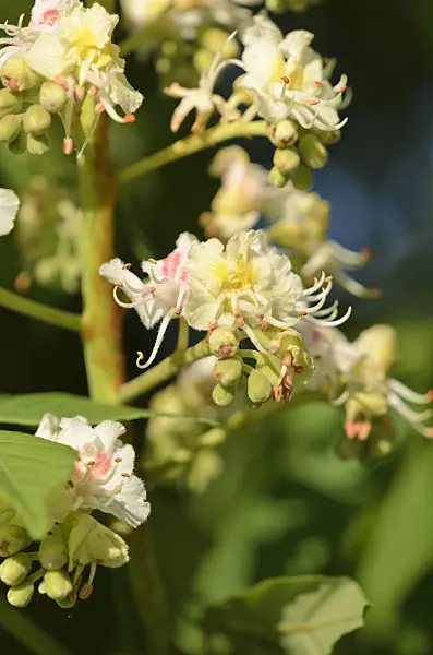 531170 - Common horse chestnut (Aesculus hippocastanum)