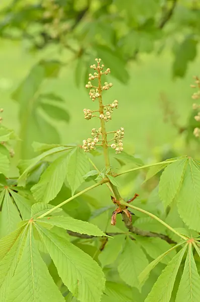 531212 - Common horse chestnut (Aesculus hippocastanum)