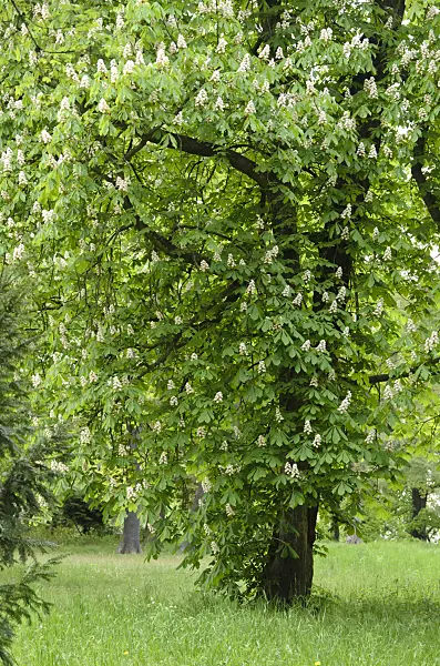 544065 - Common horse chestnut (Aesculus hippocastanum)