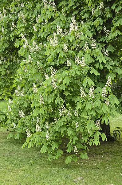 544066 - Common horse chestnut (Aesculus hippocastanum)