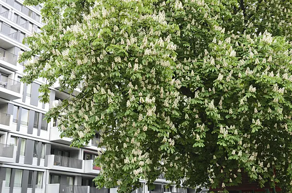 544072 - Common horse chestnut (Aesculus hippocastanum)