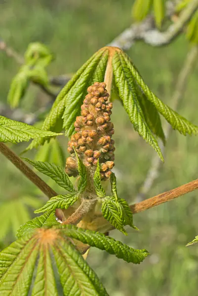 555108 - Common horse chestnut (Aesculus hippocastanum)