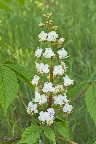556104 - Common horse chestnut (Aesculus hippocastanum)