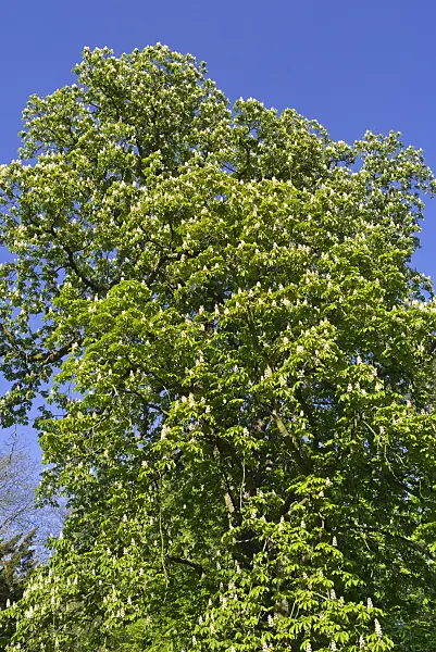 556107 - Common horse chestnut (Aesculus hippocastanum)