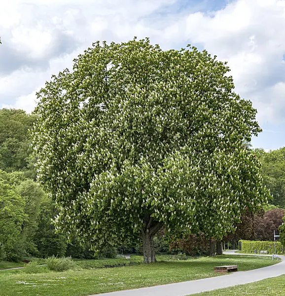 651033 - Common horse chestnut (Aesculus hippocastanum)