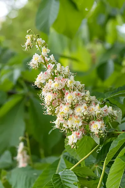 664028 - Common horse chestnut (Aesculus hippocastanum)