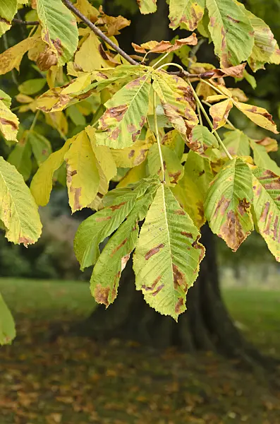 549038 - Common horse chestnut (Aesculus hippocastanum) and horse-chestnut leaf miner (Cameraria ohridella)