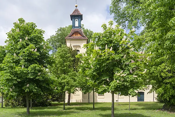 625080 - Common horse chestnut (Aesculus hippocastanum) in front of a church