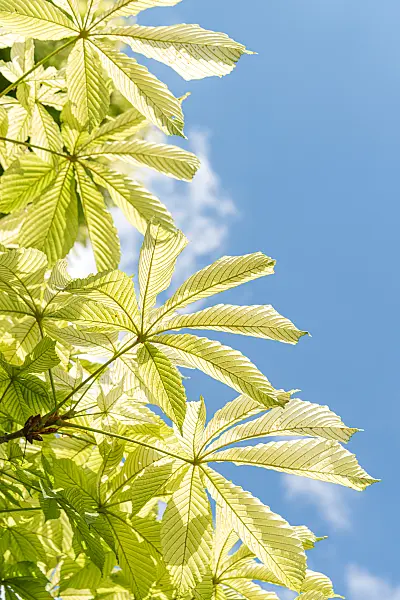 664026 - Common horse chestnut (Aesculus hippocastanum 'Memmingeri')