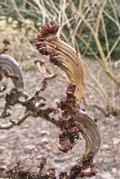 566080 - Common horse chestnut (Aesculus hippocastanum 'Monstrosa')