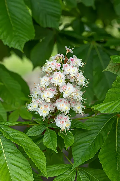 664027 - Common horse chestnut (Aesculus hippocastanum 'Pyramidalis')