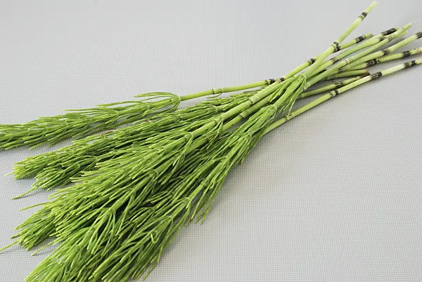 472179 - Common horsetail (Equisetum arvense)