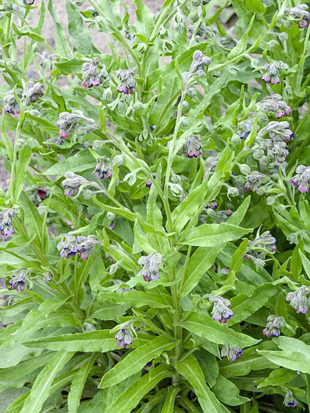 448086 - Common hound's tongue (Cynoglossum officinale)