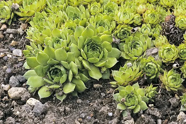 366007 - Common houseleek (Sempervivum tectorum)