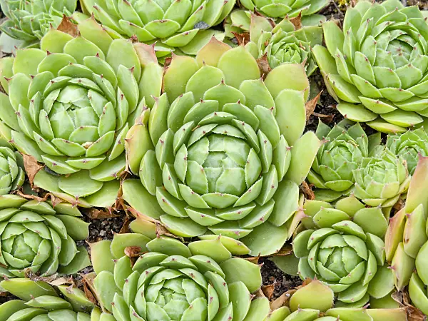 463072 - Common houseleek (Sempervivum tectorum)