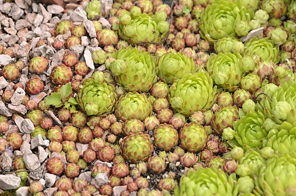 521207 - Common houseleek (Sempervivum tectorum)
