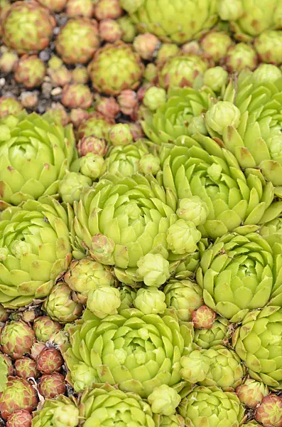 521208 - Common houseleek (Sempervivum tectorum)