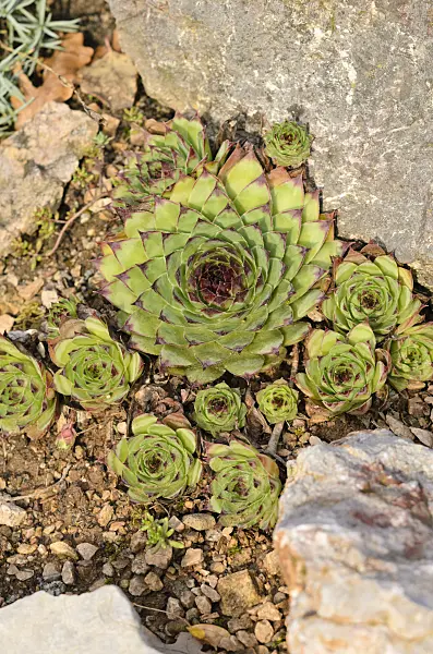 525371 - Common houseleek (Sempervivum tectorum)
