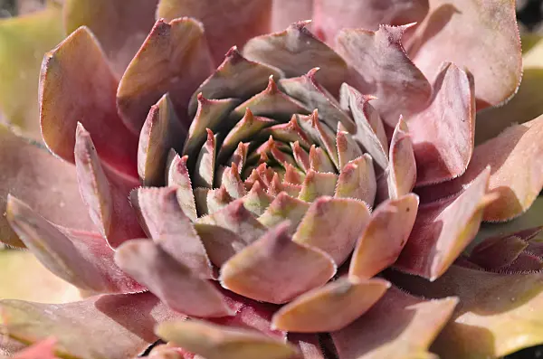 521498 - Common houseleek (Sempervivum tectorum 'Atroviolaceum')