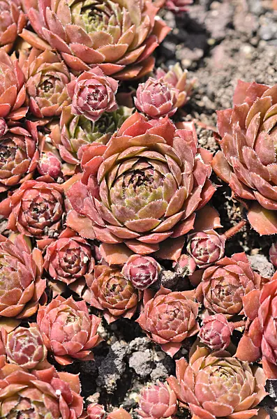 521499 - Common houseleek (Sempervivum tectorum 'Nocturno')