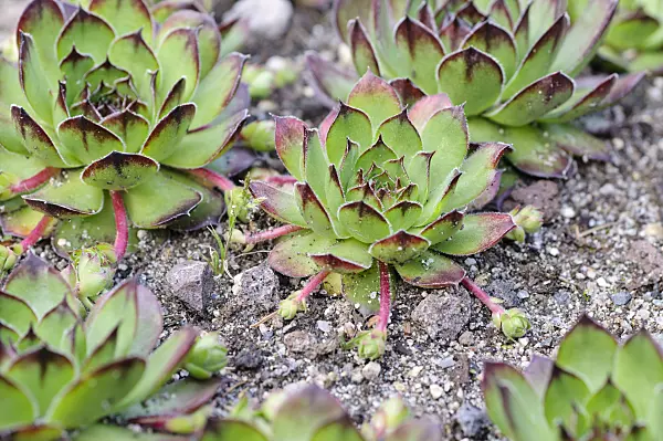 484316 - Common houseleek (Sempervivum tectorum) with offshoots
