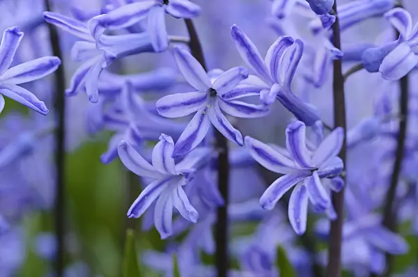 471032 - Common hyacinth (Hyacinthus orientalis)