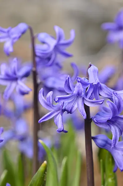 519064 - Common hyacinth (Hyacinthus orientalis)