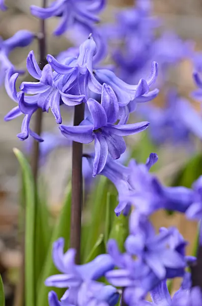 519065 - Common hyacinth (Hyacinthus orientalis)