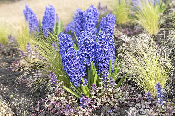 616409 - Common hyacinth (Hyacinthus orientalis 'Blue Jacket')