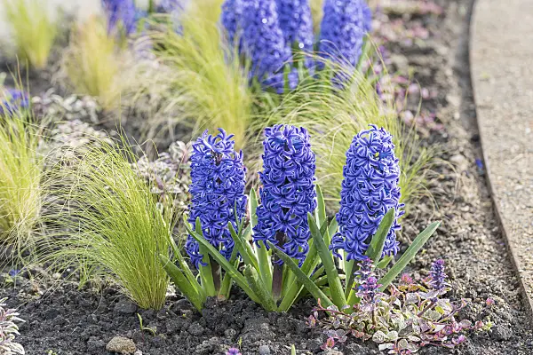 616410 - Common hyacinth (Hyacinthus orientalis 'Blue Jacket')