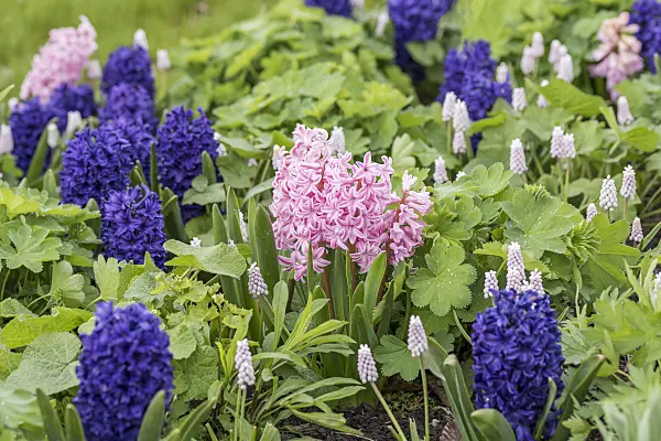 616411 - Common hyacinth (Hyacinthus orientalis 'Fondant')