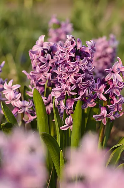 531012 - Common hyacinth (Hyacinthus orientalis 'Splendid Cornelia')