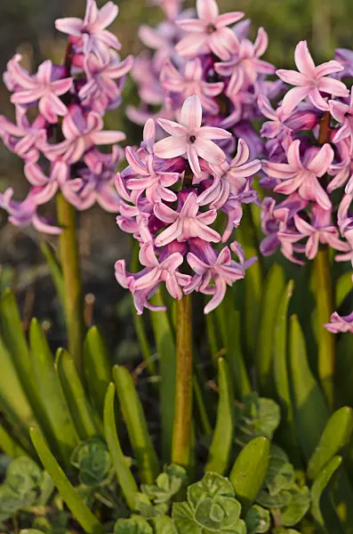 531013 - Common hyacinth (Hyacinthus orientalis 'Splendid Cornelia')