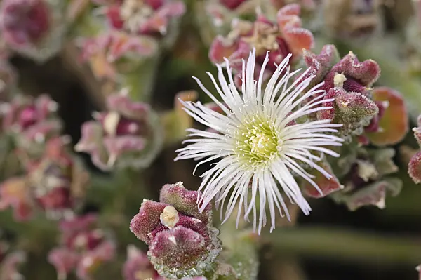 476229 - Common ice plant (Mesembryanthemum crystallinum)