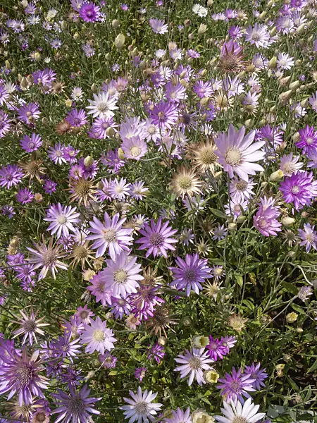 404023 - Common immortelle (Xeranthemum annuum)
