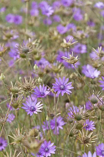 511156 - Common immortelle (Xeranthemum annuum)