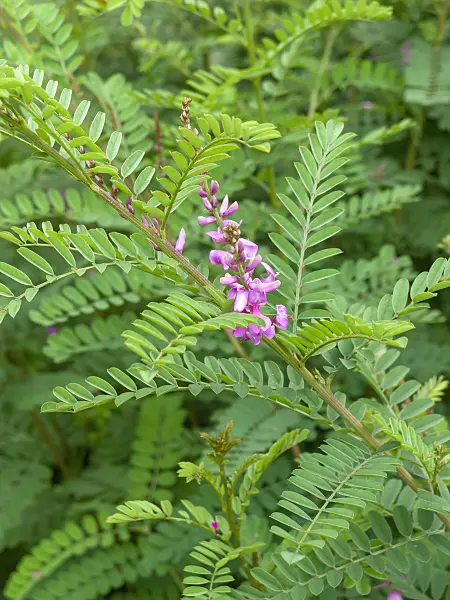 462193 - Common indigo (Indigofera tinctoria)