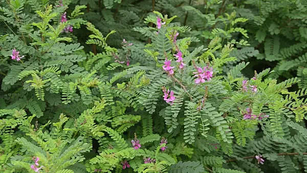 499035 - Common indigo (Indigofera tinctoria)