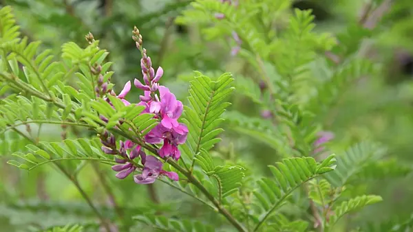 499036 - Common indigo (Indigofera tinctoria)
