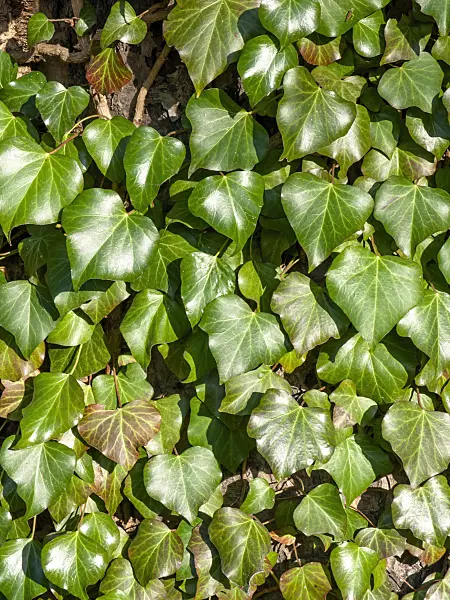 431074 - Common ivy (Hedera helix)