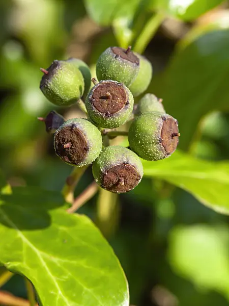 431075 - Common ivy (Hedera helix)